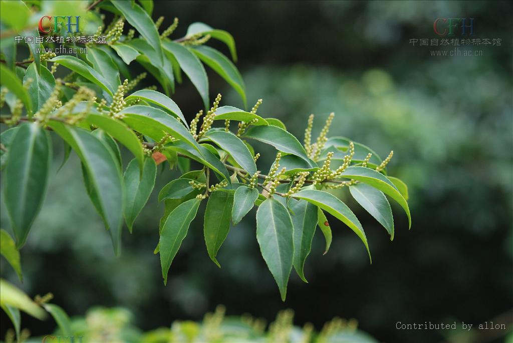 symplocos lancifolia siebold