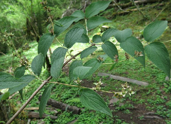  p>云南山梅花,中药名.