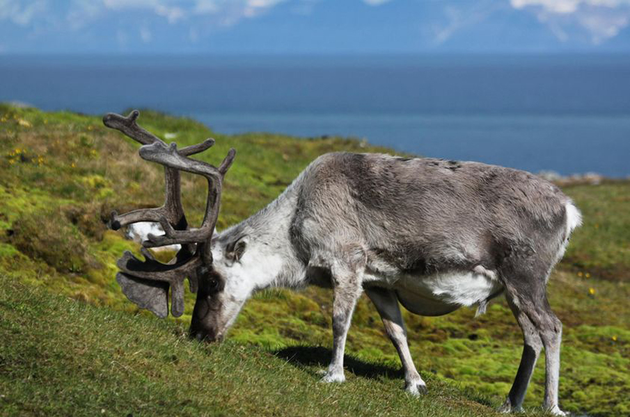  p>斯瓦尔巴德群岛驯鹿(学名:rangifer tarandus platyrhynchus)是
