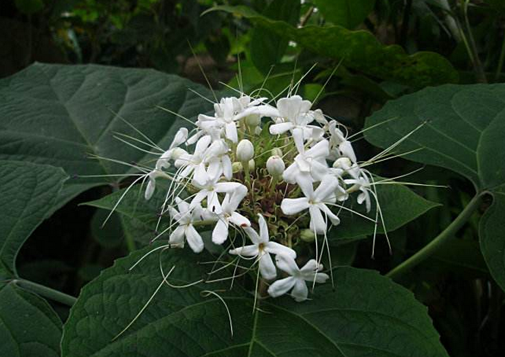  p data-id="tzamtllimhqb">臭茉莉唇是形科大青属 a target="_blank"