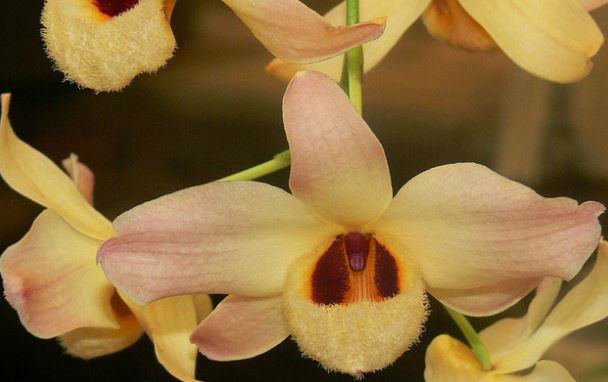  p>杓唇石斛(学名: i>dendrobium moschatum /i>  (buch.-ham.) sw.