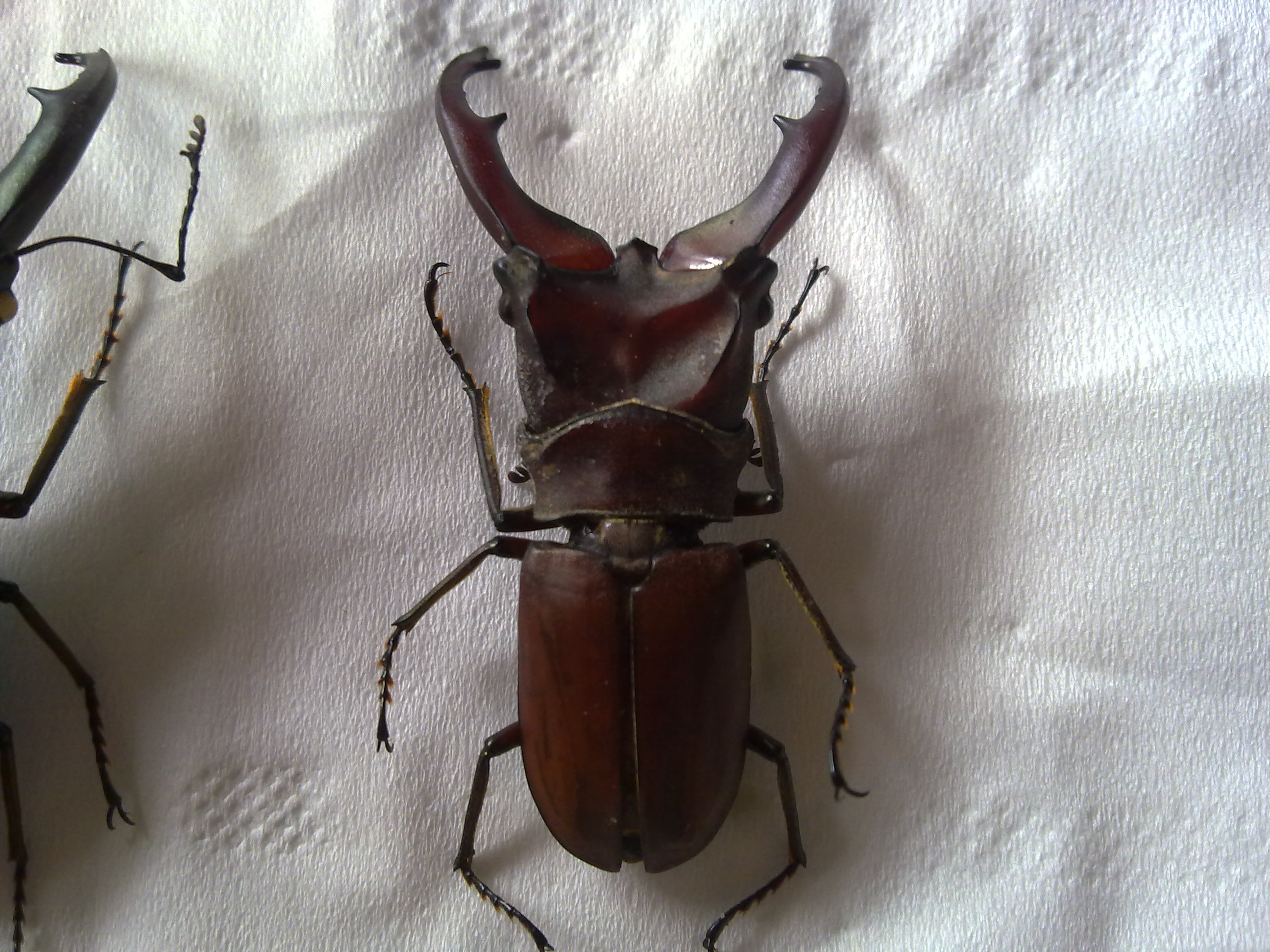 鸡冠细身赤锹形虫