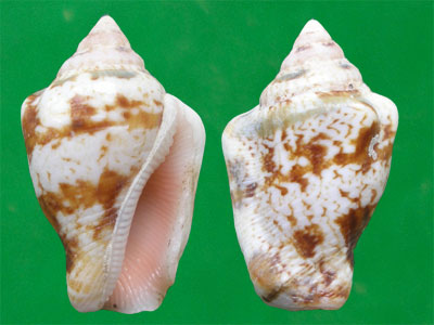  p>花瓶凤凰螺(学名: i>canarium mutabilis /i>):成贝15 - 45毫米, a