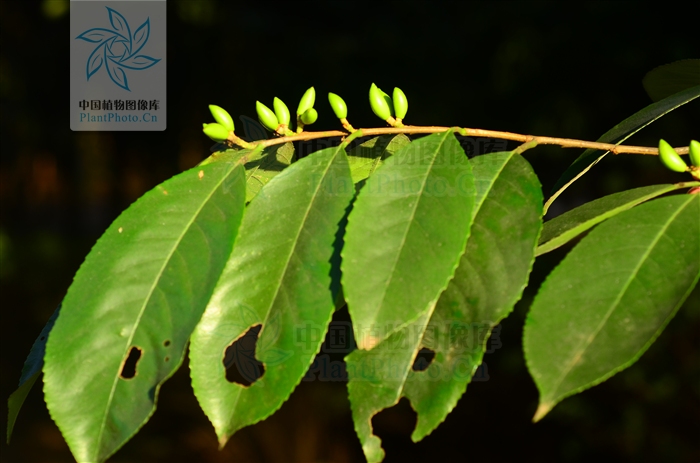  p>毛背桂樱( a href="#" data-lemmaid="8074290">学名 /a>:lauro