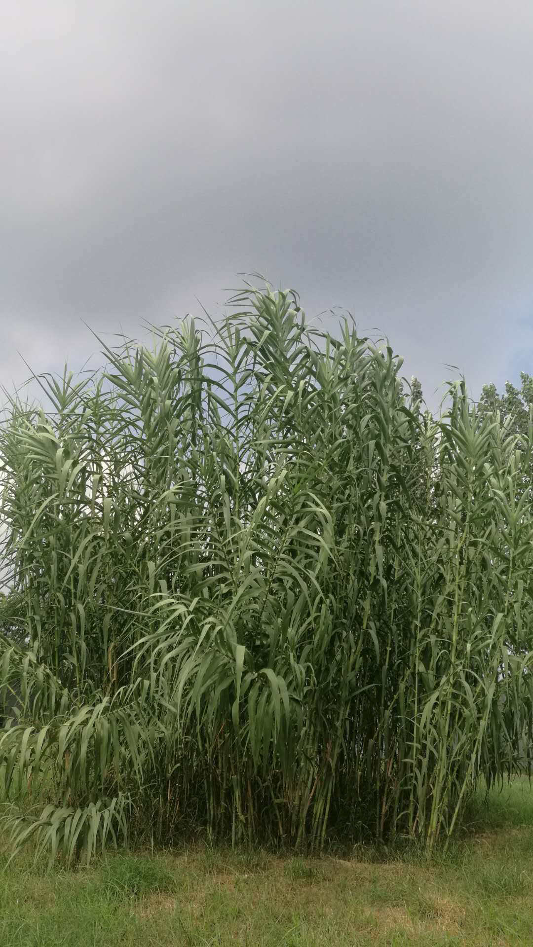 "绿洲一号"是菌草的一种,是非常适口的饲料,可以喂牛,羊,猪,鸡,鹅