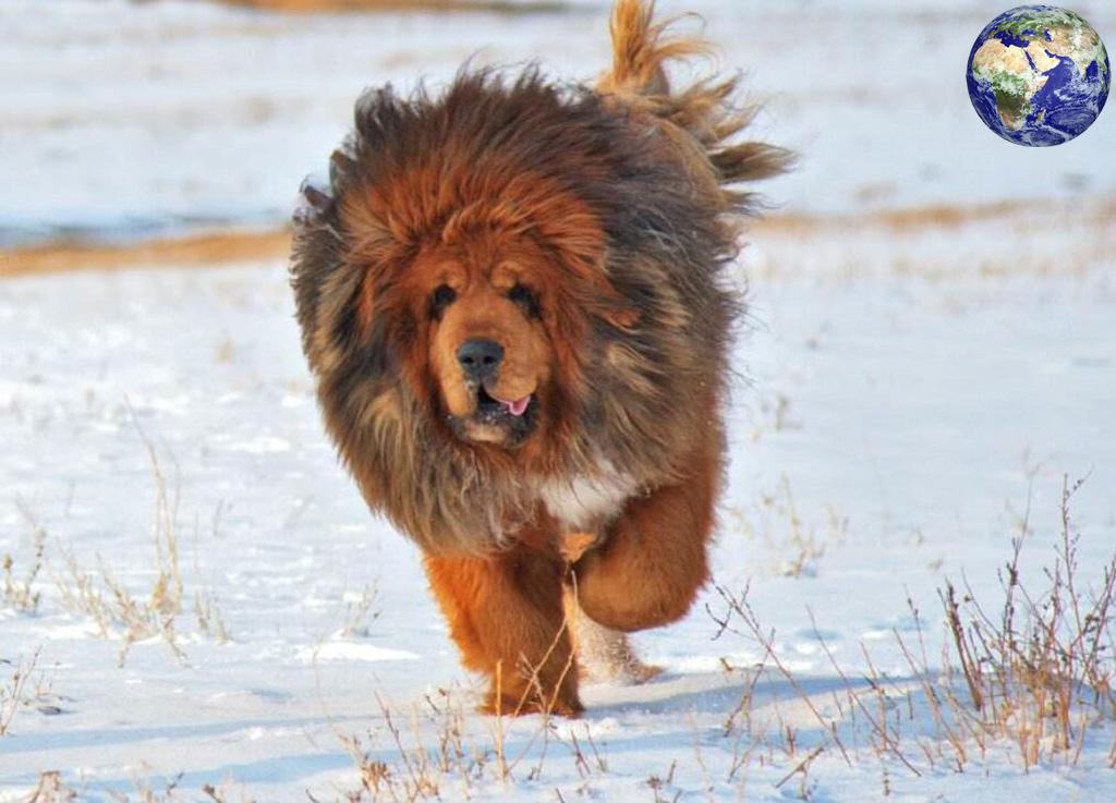 一种比藏獒还要大一倍的大型獒犬，看起来简直像一头狮子_百科TA说