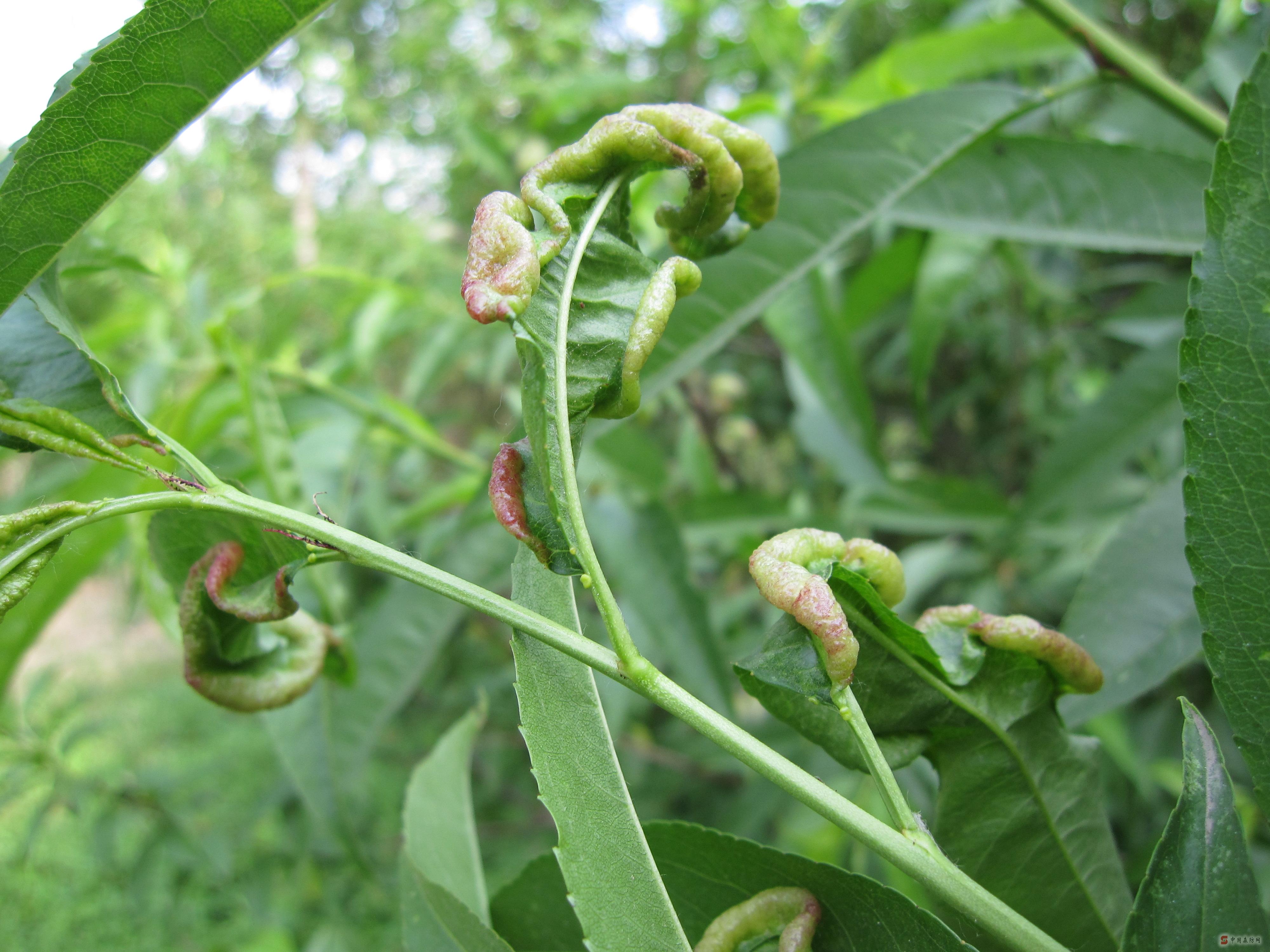  p>昆虫名,属同翅目,蚜科.分在中国南,北方.
