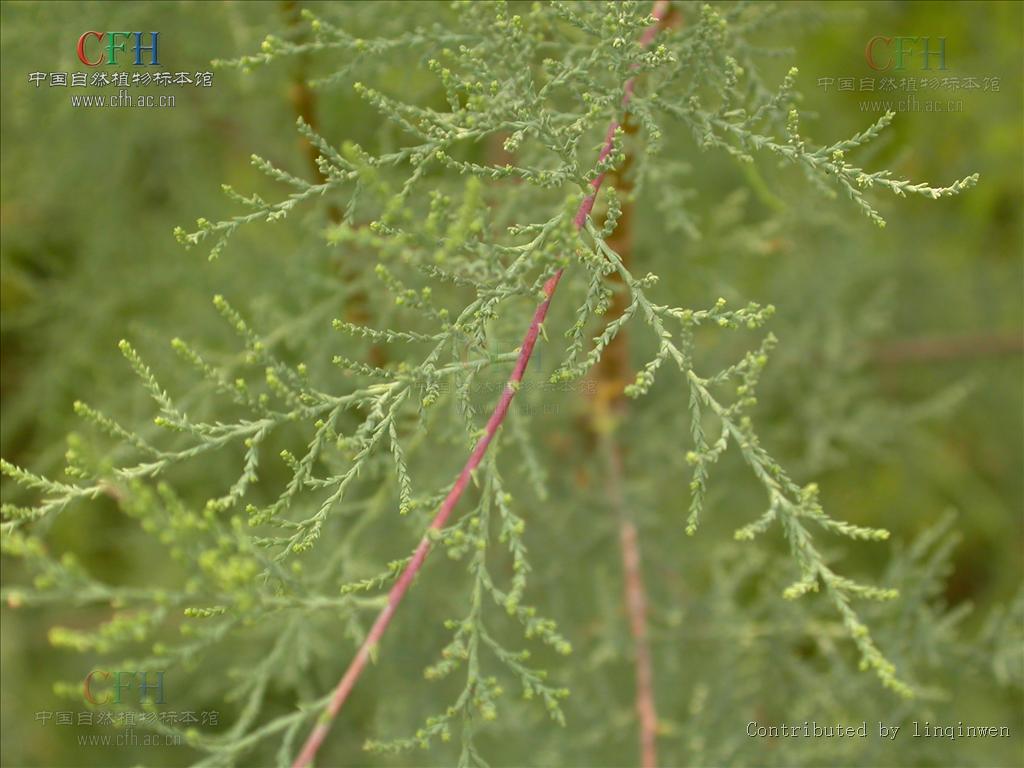  p>柽柳科(tamaricaceae)是一个古老的科,起源于第三纪,包括亚洲中部