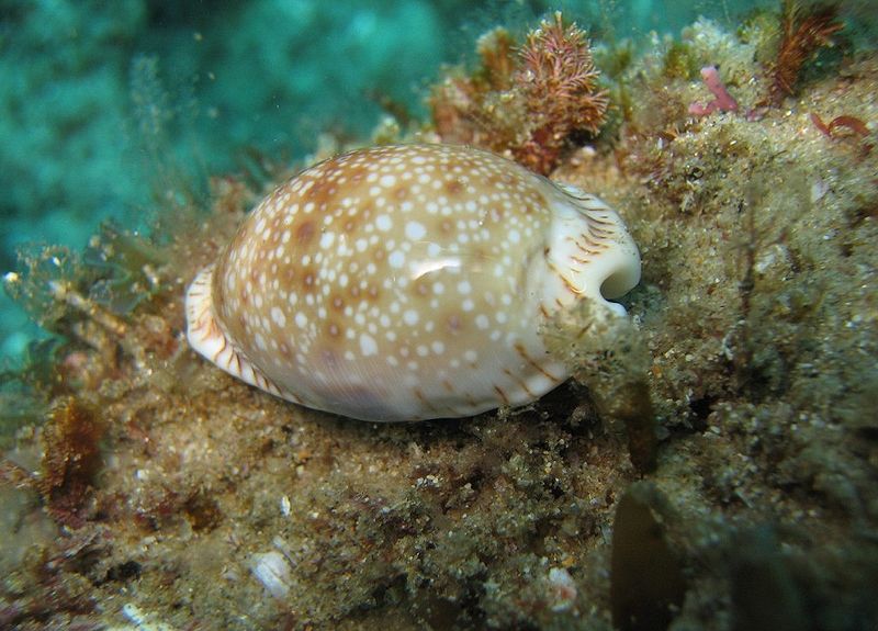  p>软体动物门中腹足目的1科.热带和亚热带生活的种类,完全海产.