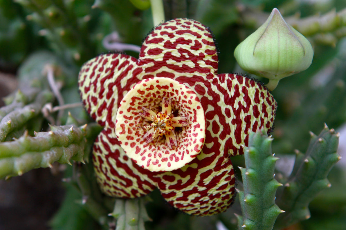 c. leach)是马利筋亚科豹皮花属植物.