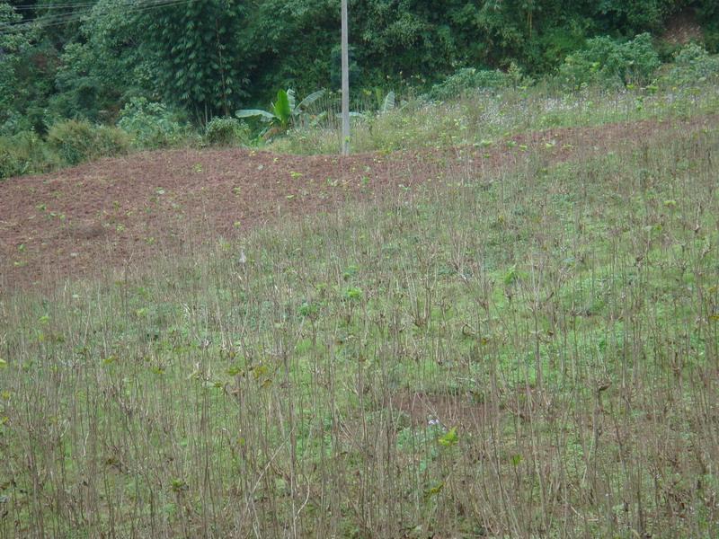 界牌村隶属于云南省普洱市宁洱哈尼族彝族自治县德安乡恩永村,属于