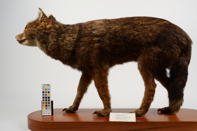 falkland islands wolf