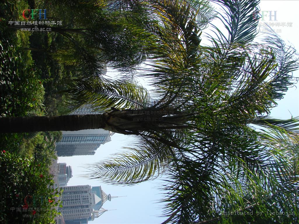  p>金山葵属,学名syagrus mart.