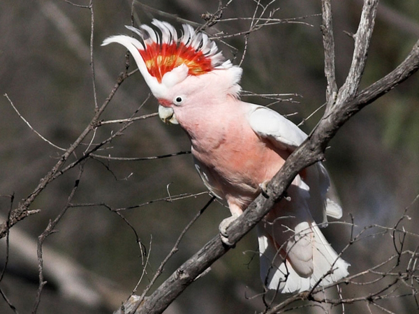  p>鸟类羽冠(bird crista):亦称 a href="#" data-lemmaid="22736143"