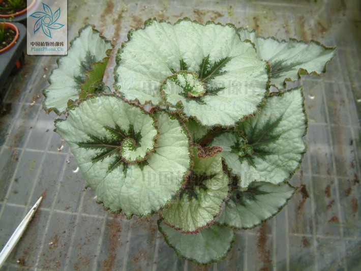 中国的特有植物.