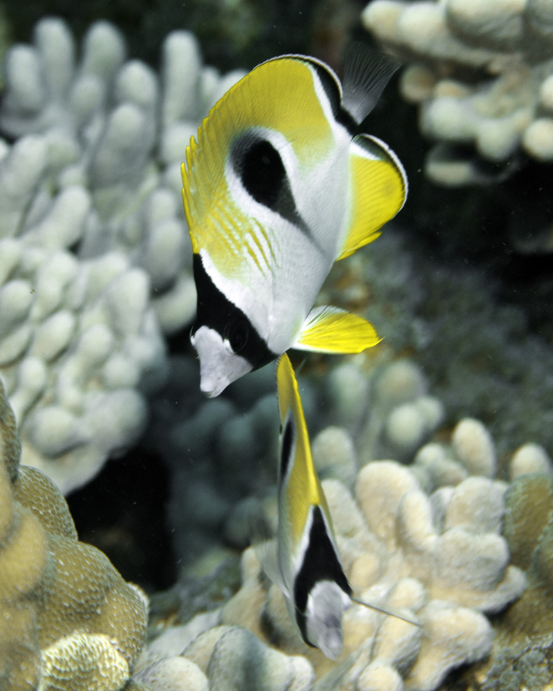  p>单斑蝴蝶鱼(学名:chaetodon unimaculatus).为蝴蝶鱼科蝴蝶鱼属.