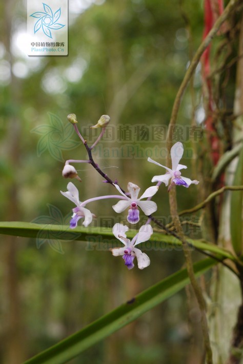  p>小蓝万代兰(拉丁学名: i>vanda coerulescens /i> griff b> i>.