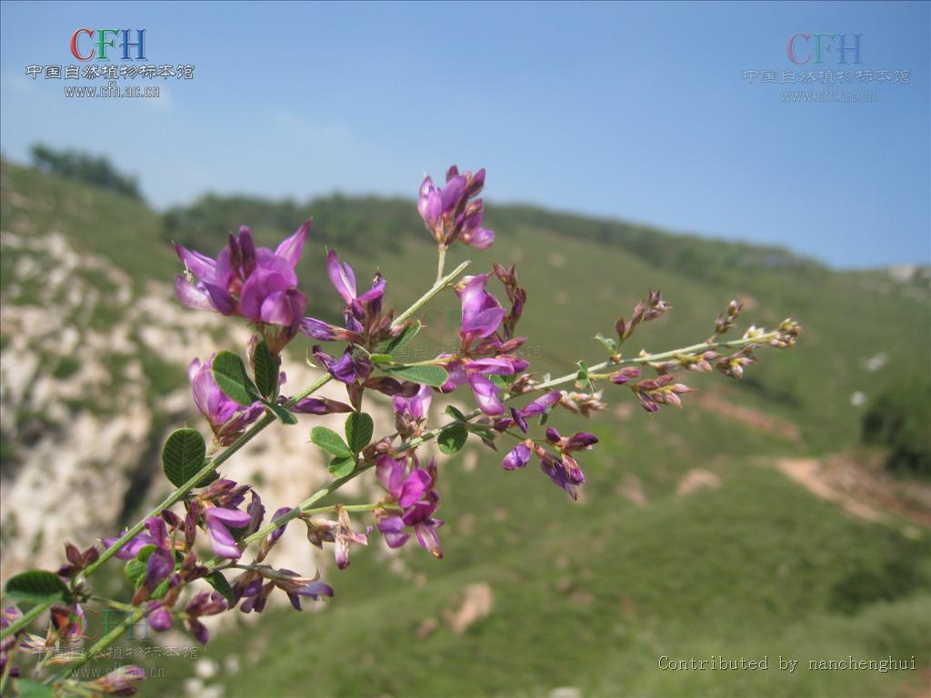  p>铁鞭草,中药名.