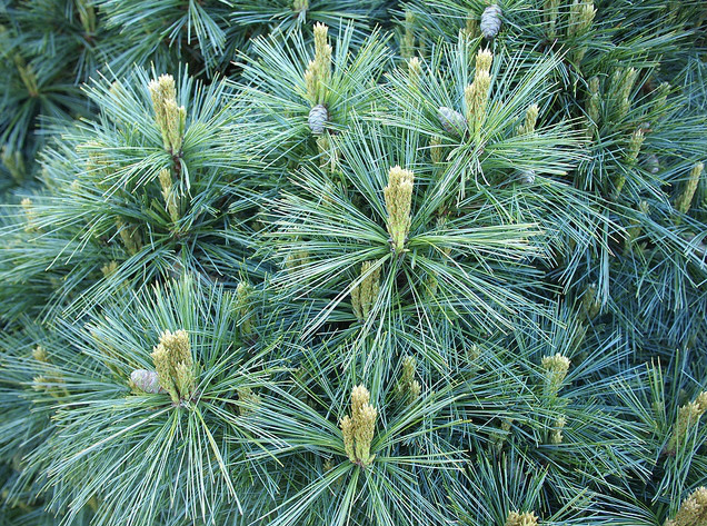 data-lemmaid="2111895">大乔木 /a>,高可达50米,冠宽10米,小树圆锥形