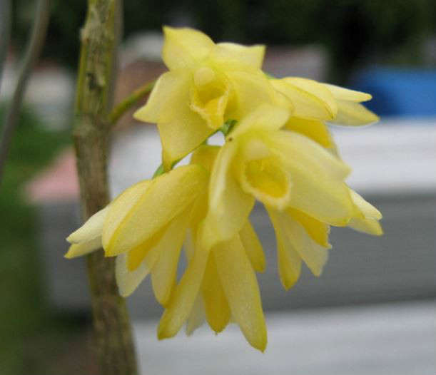  p>叉唇石斛(学名: i>dendrobium stuposum /i>  lindl.