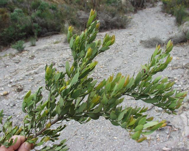  p>沙针(学名: i>osyris /i>  i>lanceolata /i> hochst.