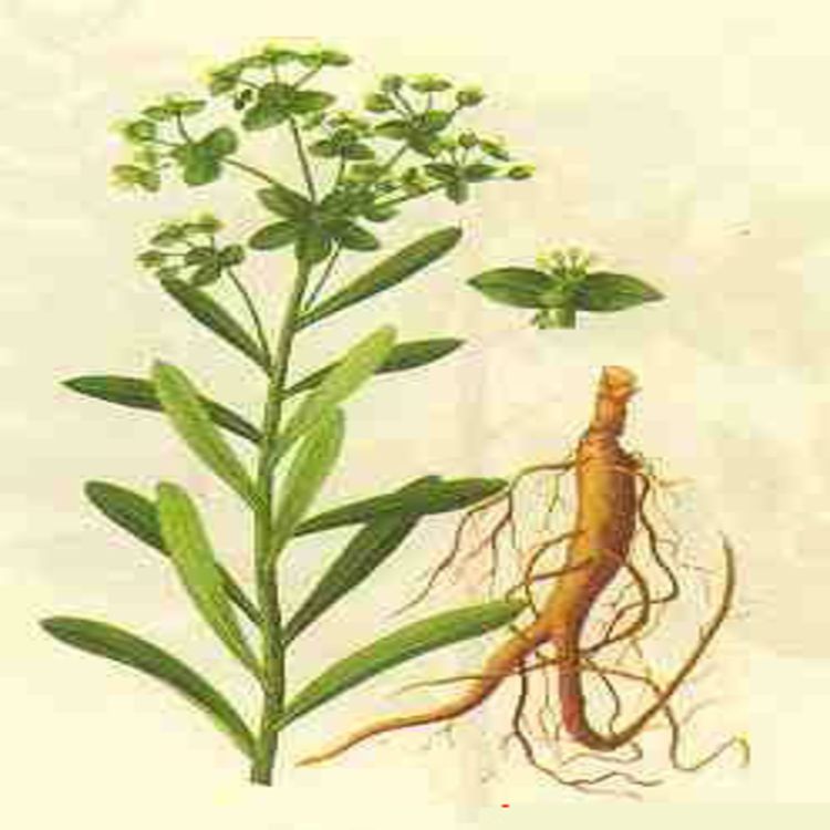  p data-id="gnbr0q65td">京大戟,中药名.