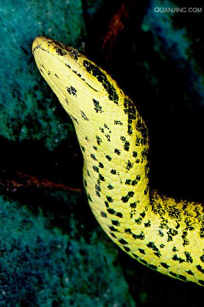 类似水蟒的蛇类,网上有许多说森蚺也叫水蚺是错误的,是现存蛇类中体型