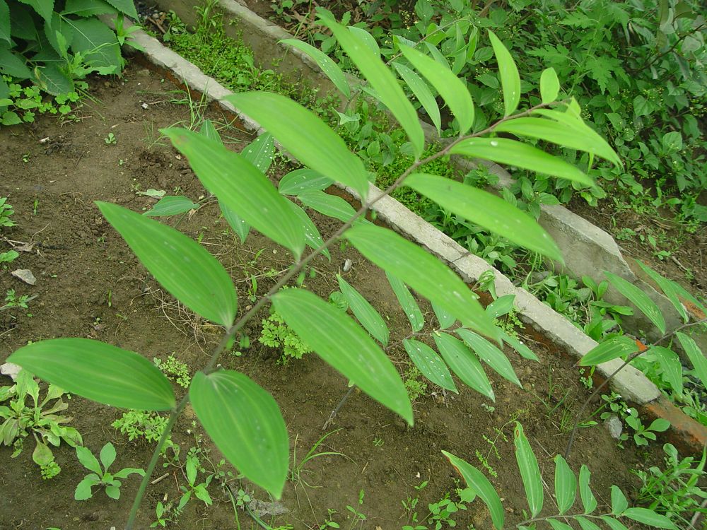  p>多花黄精(学名: i>polygonatum cyrtonema  /i>hua)是百合科黄精属