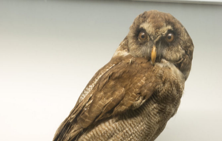 strix leptogrammica laotiana