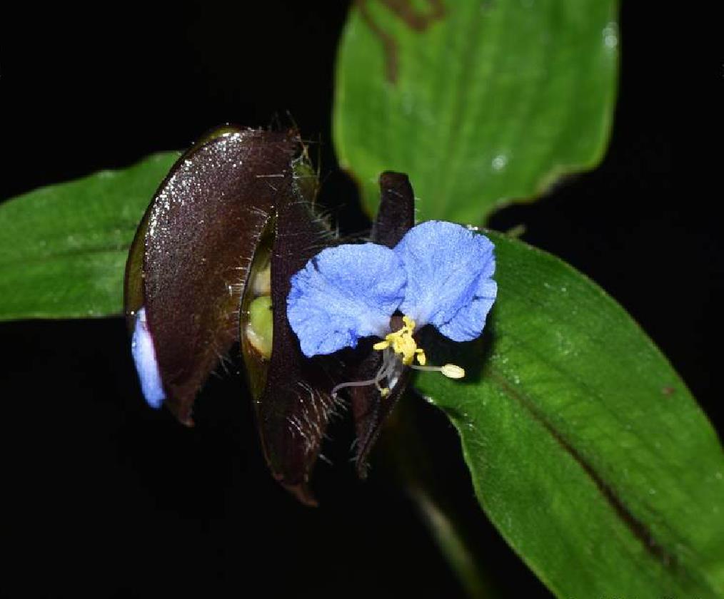  p>波缘鸭跖草,多年生披散 a href="#" data-lemmaid="541696">草本 