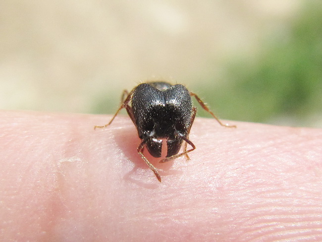  p>罗夫顿大头蚁主要分布于我国广西,云南等热带和亚热带地区.