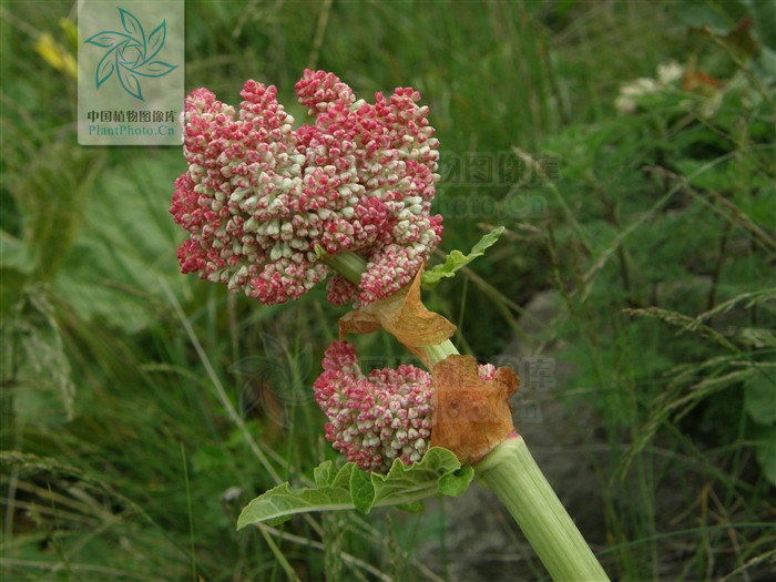 ="/item/蓼科/2726847" data-lemmaid="2726847">蓼科 /a>,大黄属 a