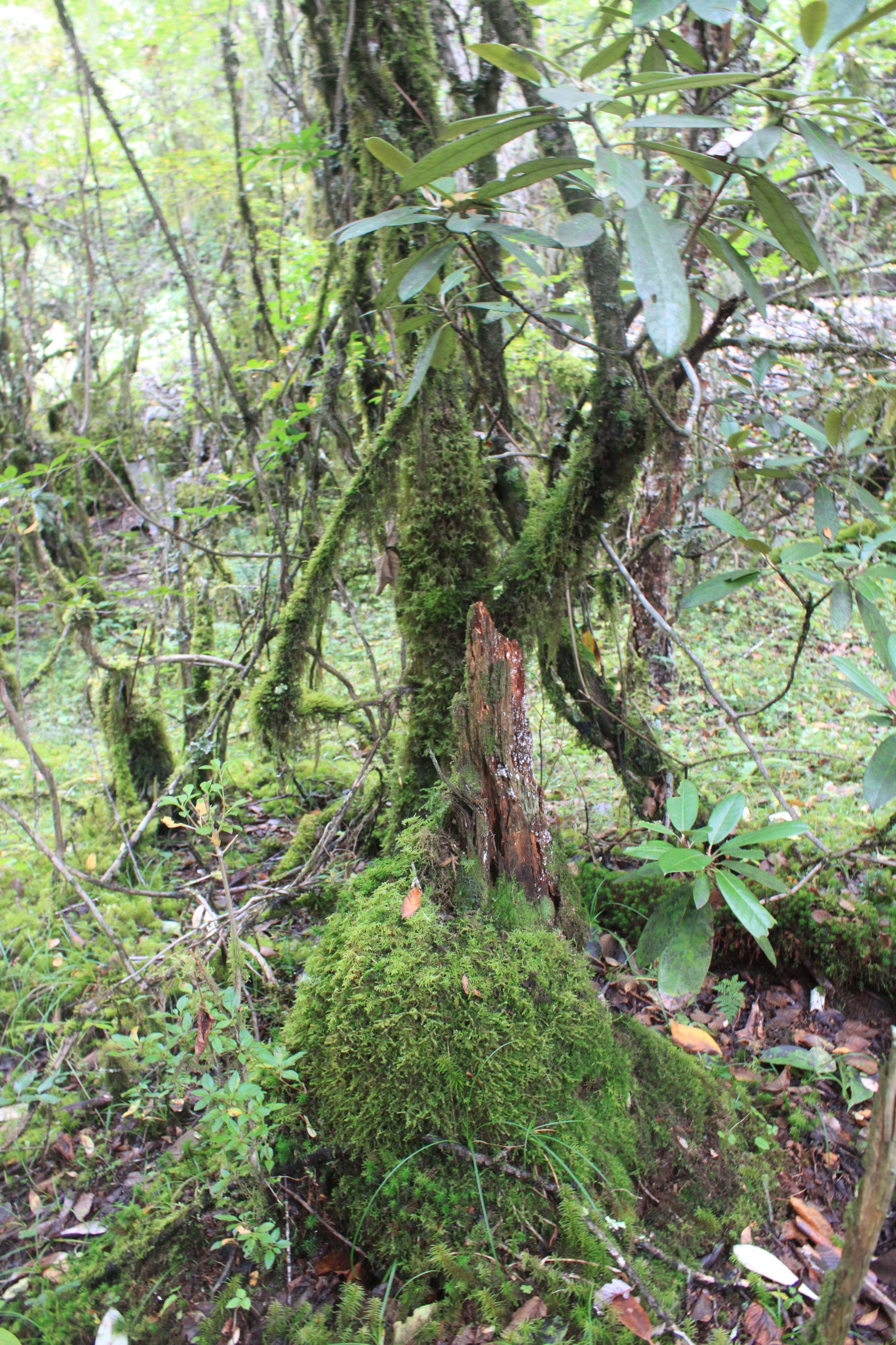 ">南伊沟,位于西藏 a target="_blank" href="/item/林芝市/17049023"