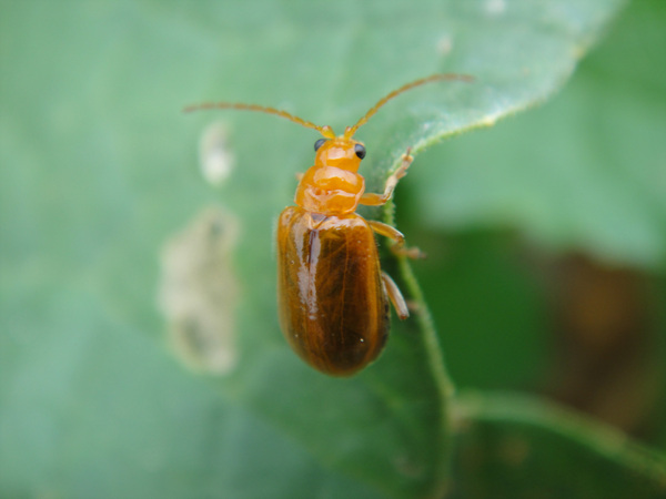  p>黄守瓜属鞘翅目叶甲科害虫,食性广泛,成虫,幼虫都能危害作物,可