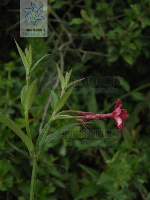 ="gnasb42qbq">酒瓶花, a target="_blank" href="/item/中药/295975"