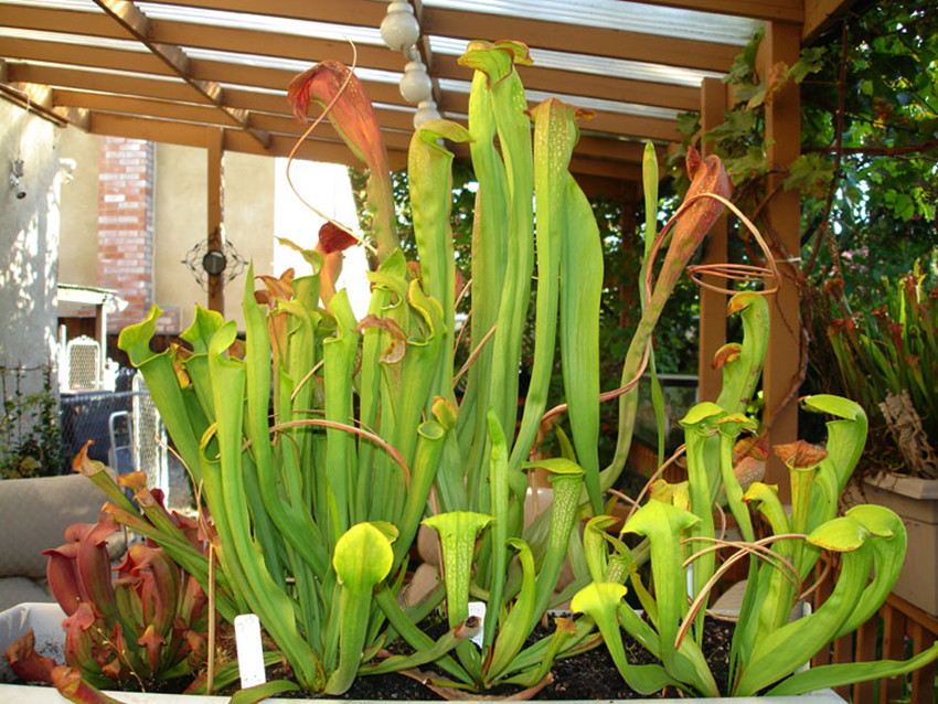  p>红瓶子草(学名: i>sarracenia rubra /i> walt.