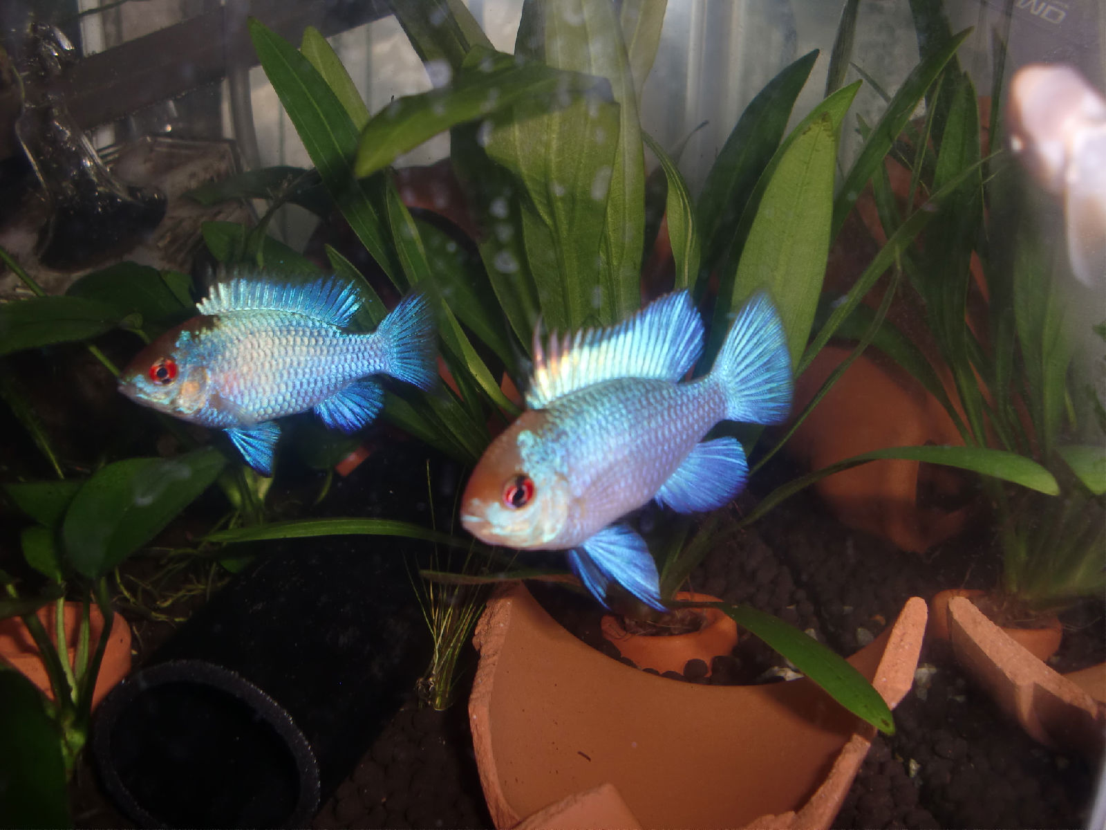  p>荷兰凤凰(学名:mikrogeophagus ramirezi).