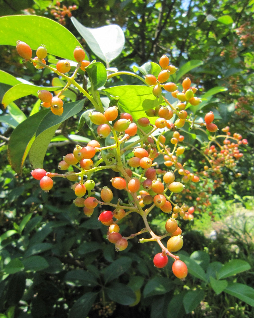  p>水翁属(学名:cleistocalyx blume)乔木植物.叶对生,羽状脉较疏.