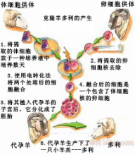 克隆羊