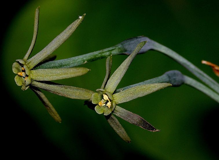  p>绿花水仙(学名: i>narcissus viridiflorus /i> schousb.
