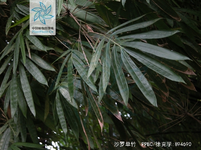  p>沙罗单竹(学名: i>schizostachyum funghomii /i> mcclure)是禾本