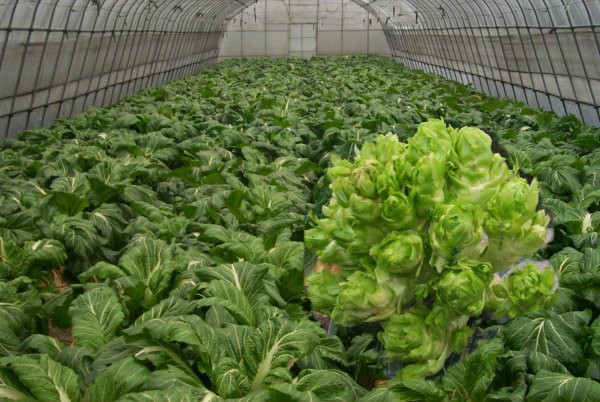  p>儿菜学名抱子芥,是十字花科 a target="_blank" href="/item/芸薹