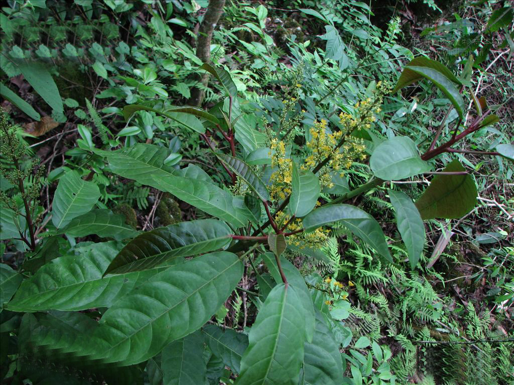  p> a target="_blank" href="/item/三宝木/7404349" data-lemmaid="