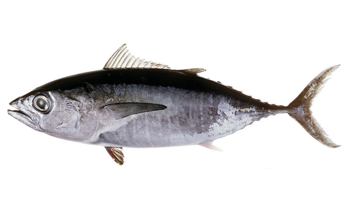  p>南方蓝鳍金枪鱼(学名: i>thunnus maccoyii /i>)是鲭科,金枪鱼属下