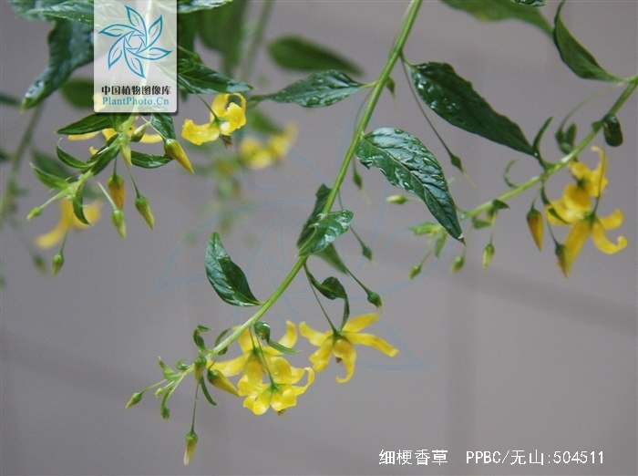  p>细梗香草(学名: i>lysimachia capillipes /i> hemsl.