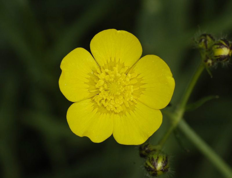  p>草甸毛茛(学名: i>ranunculus acris /i>  l.