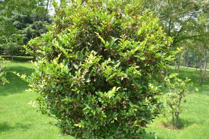  p>大叶蚊母树,灌木或小乔木,在5米高; 幼枝具角,星状鳞片; 芽狭卵