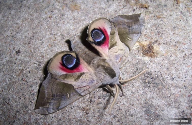  p>蓝目天蛾( i>smeritus planus /i>&nbsp;walker,1856)是天蛾科