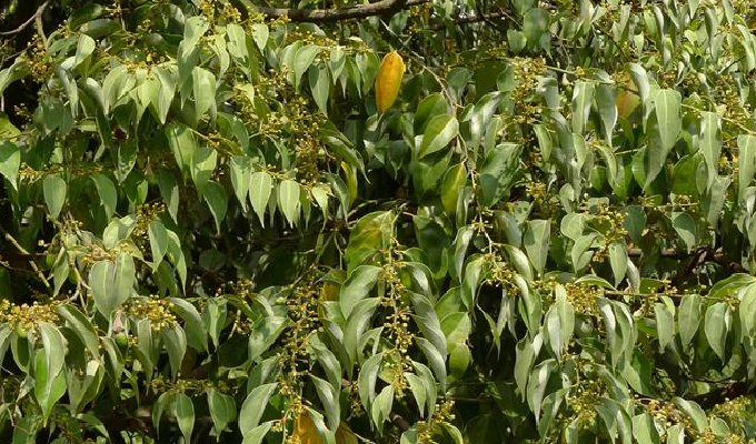  p>新樟属,约7种,分布于亚洲热带, a target="_blank" href="/item/亚