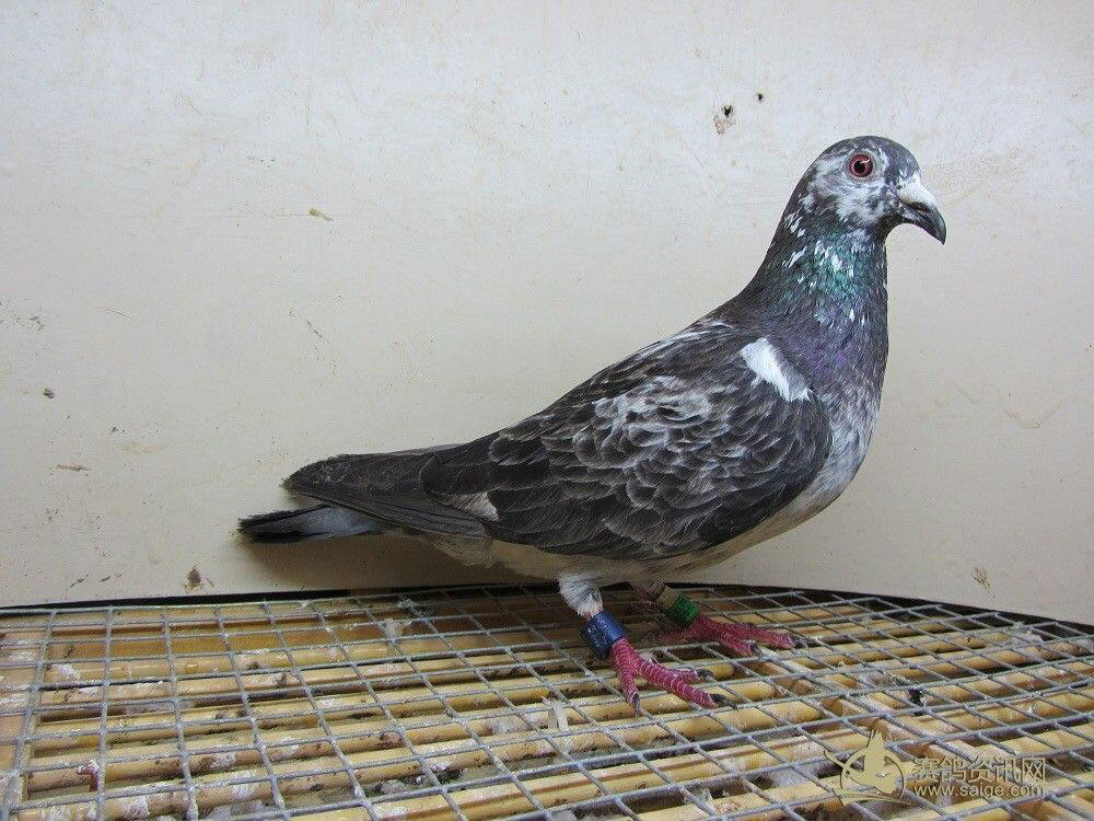  p>黑麒麟是 a target="_blank" href="/item/麒麟花鸽/3033277" data